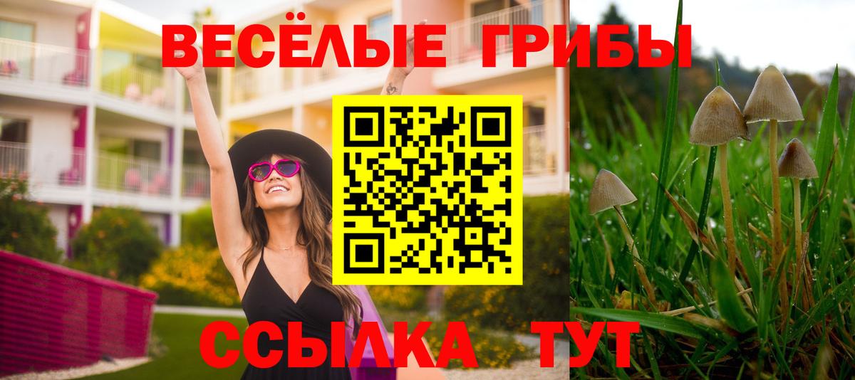 Псилоцибиновые грибы GOLDEN TEACHER Сунжа